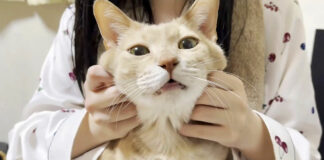 幸せそうな猫