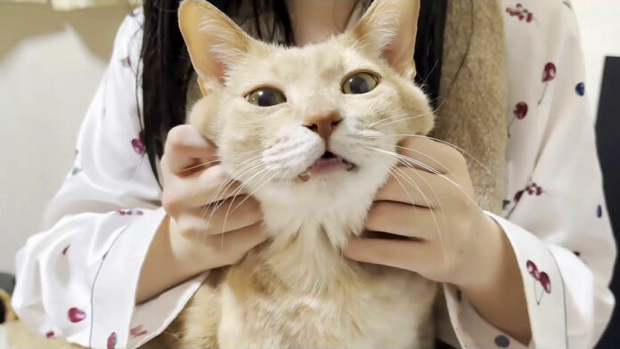 幸せそうな猫