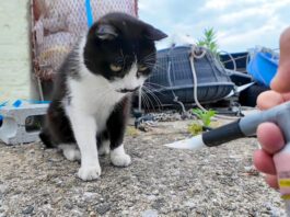ちゅ〜るが食べたい猫
