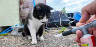ちゅ〜るが食べたい猫