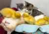 仲良しなヒナ達と子猫達