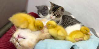 仲良しなヒナ達と子猫達
