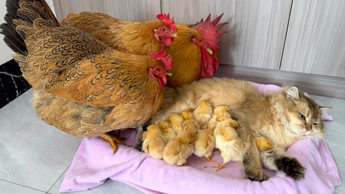 猫に寄り添うヒヨコ達