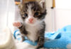 ヨチヨチ歩きの子猫