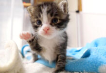 ヨチヨチ歩きの子猫