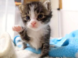 ヨチヨチ歩きの子猫