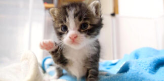 ヨチヨチ歩きの子猫