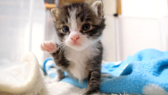 ヨチヨチ歩きの子猫