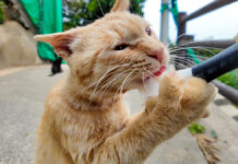 ちゅ〜るを勢いよく食べる猫