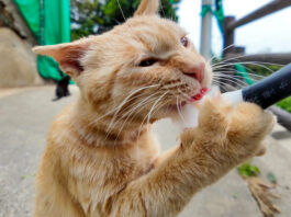 ちゅ〜るを勢いよく食べる猫