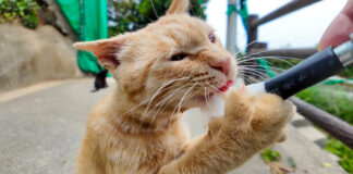 ちゅ〜るを勢いよく食べる猫