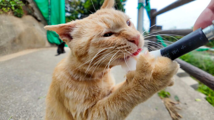 ちゅ〜るを勢いよく食べる猫