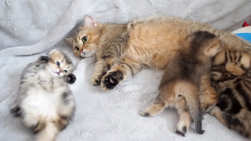 なかなか起き上がれない子猫