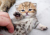 なかなか起き上がれない子猫