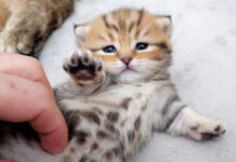 なかなか起き上がれない子猫