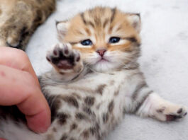 なかなか起き上がれない子猫