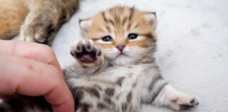 なかなか起き上がれない子猫