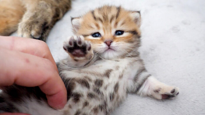 なかなか起き上がれない子猫
