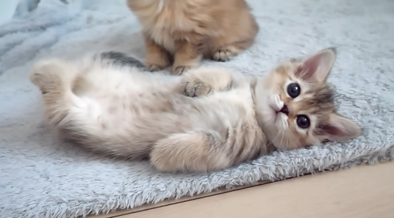 ヘソ天子猫