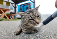 ちゅ〜るを食べる猫