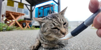 ちゅ〜るを食べる猫