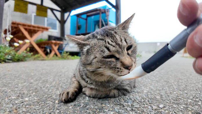 ちゅ〜るを食べる猫