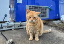 自動販売機の後ろの猫