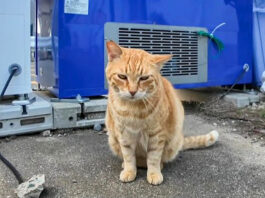 自動販売機の後ろの猫