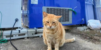 自動販売機の後ろの猫