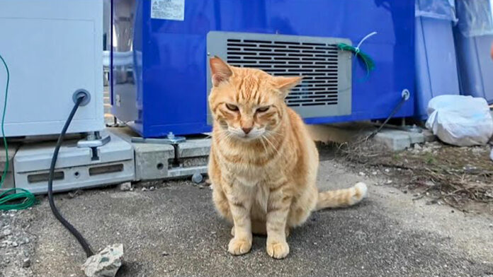 自動販売機の後ろの猫