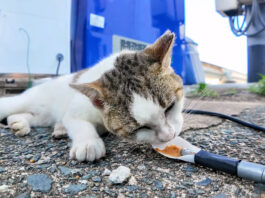 ちゅ〜るに夢中の猫