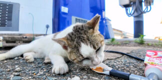 ちゅ〜るに夢中の猫