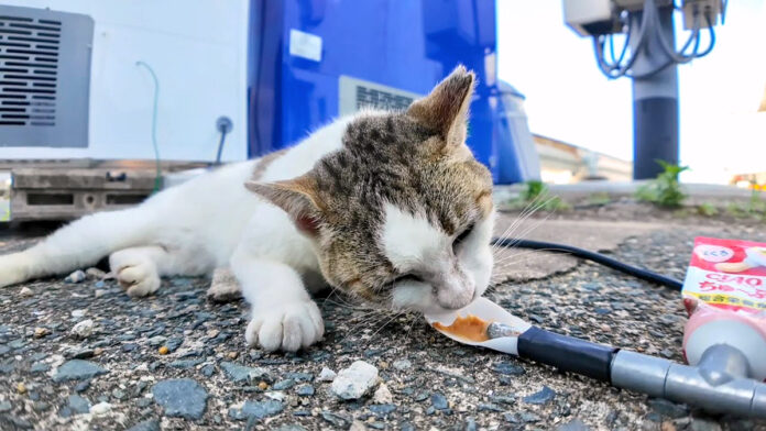 ちゅ〜るに夢中の猫