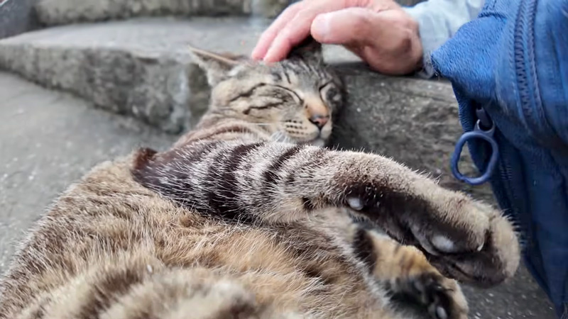 撫でられる猫