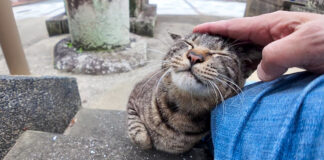 撫でられる猫