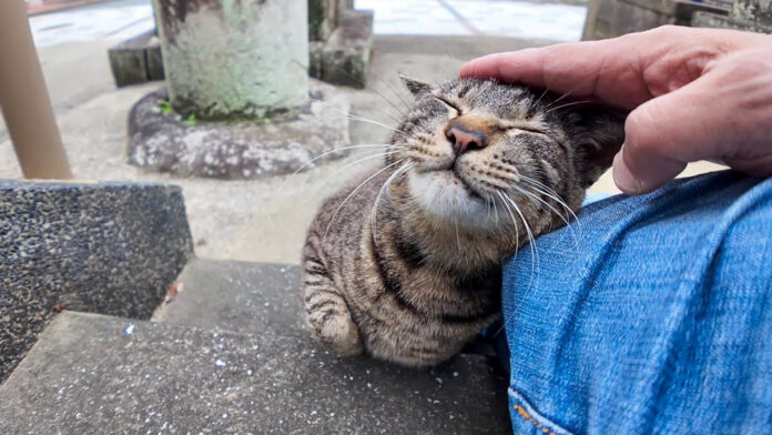 撫でられる猫