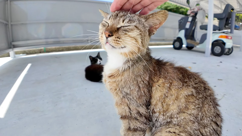 撫でられる猫