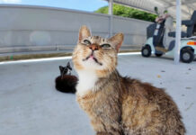 自転車置き場の猫