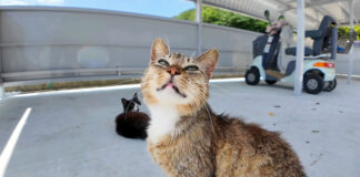 自転車置き場の猫