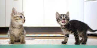 食いしん坊な子猫達