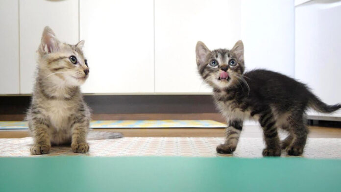 食いしん坊な子猫達