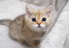 かまって欲しい子猫