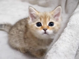 かまって欲しい子猫