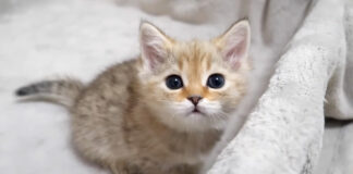 かまって欲しい子猫