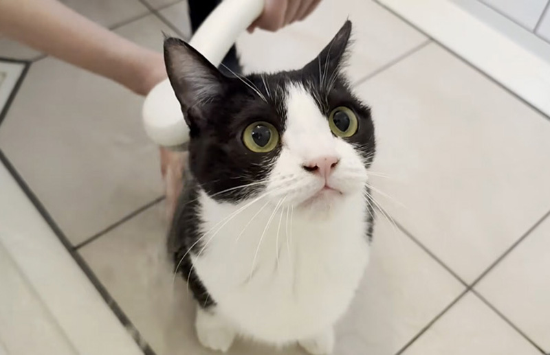 シャワーを浴びる猫