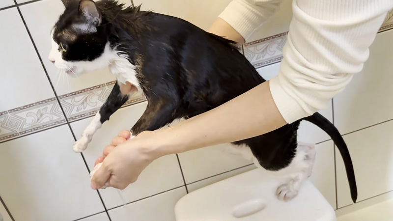 お風呂に入る猫