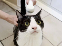 シャワーを浴びる猫