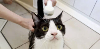 シャワーを浴びる猫