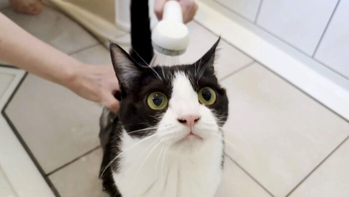 シャワーを浴びる猫