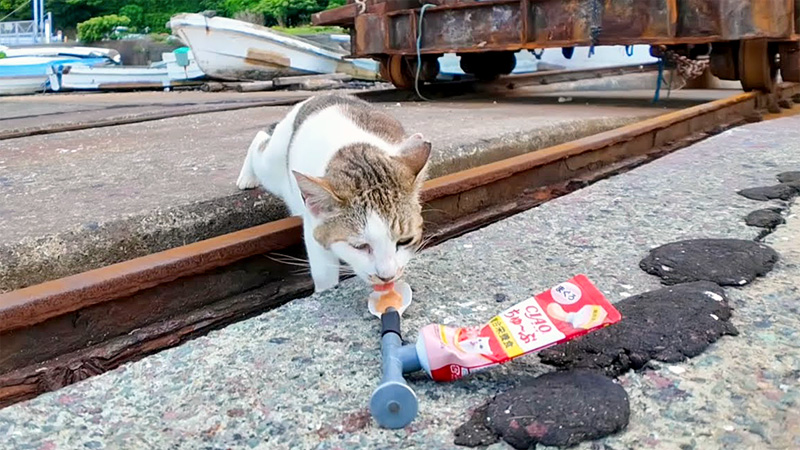 ちゅ〜るを食べる猫